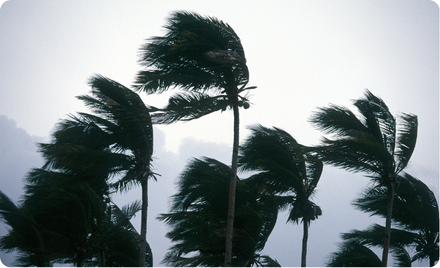 Typhoon